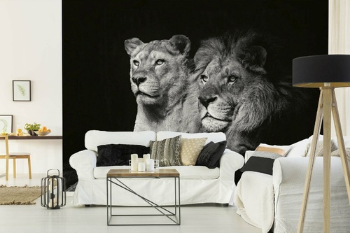 Vlies Fototapete - Löwenpaar 375 x 250 cm